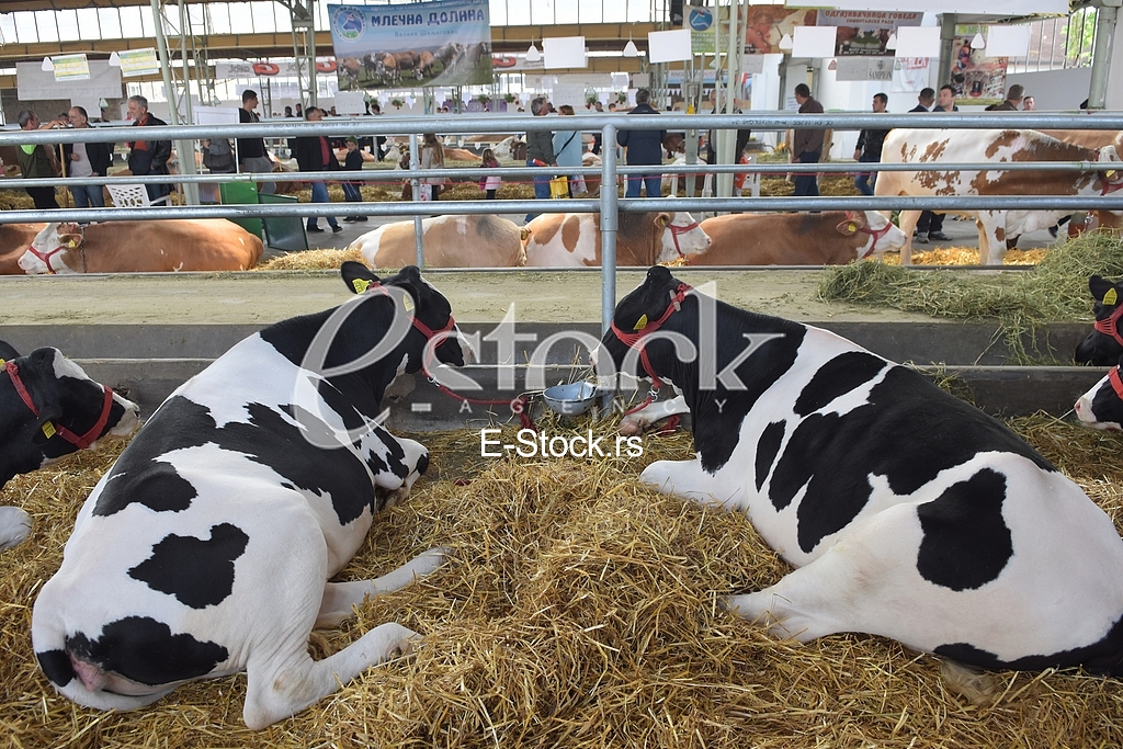 Agricultural machinery at fair