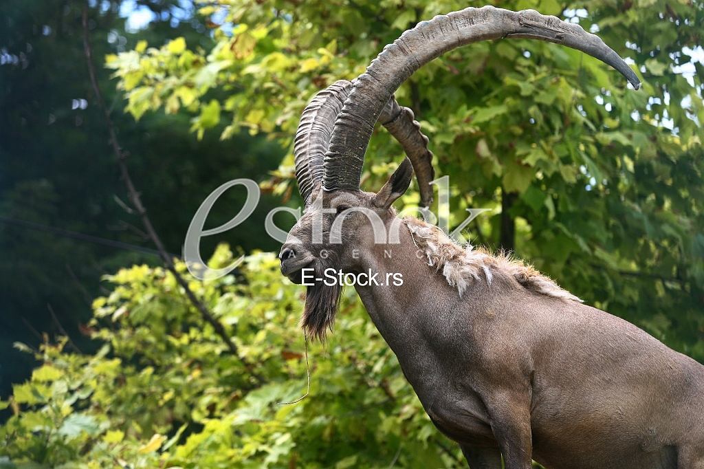 Male mountain ibex (capra ibex) in the mountains, winter coat, with remnants of snow in the background