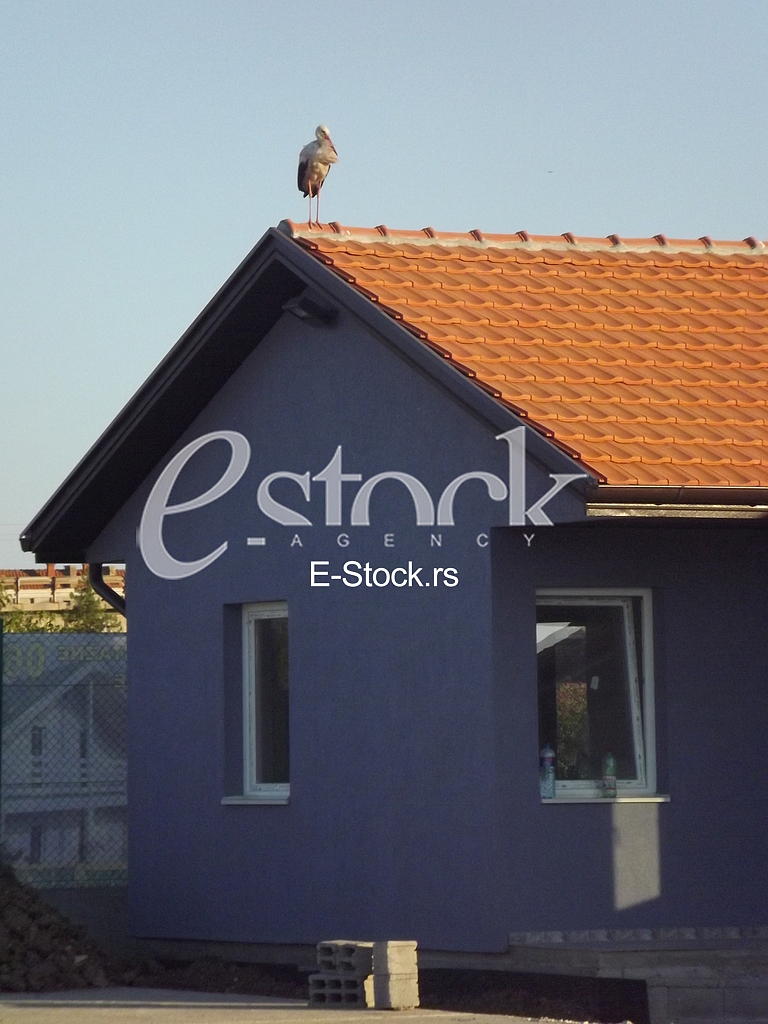Stork, Roda