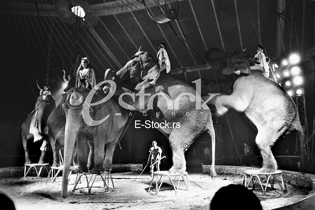 Circus