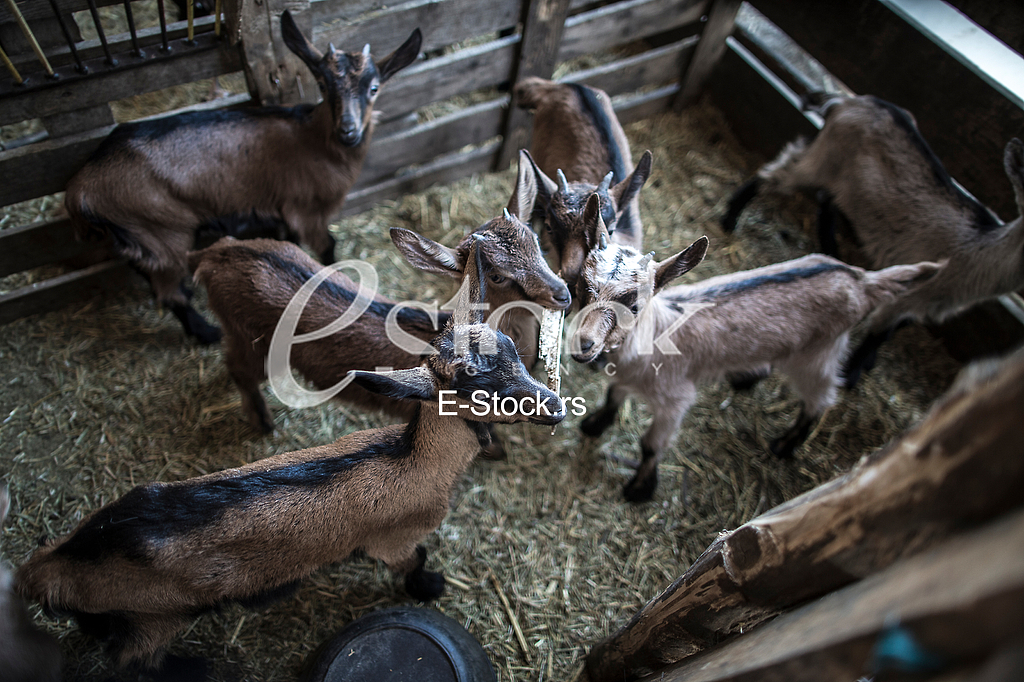 Goat farm Serbia