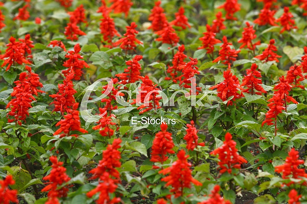 red Flower Field Fresh Bright Sunny Day