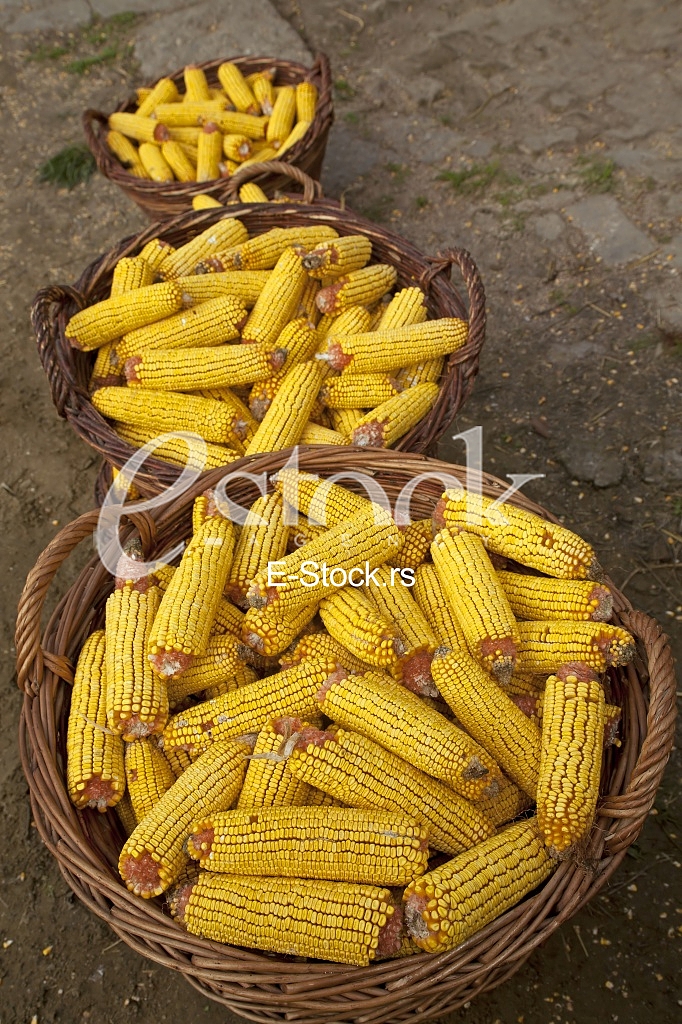Corn factory
