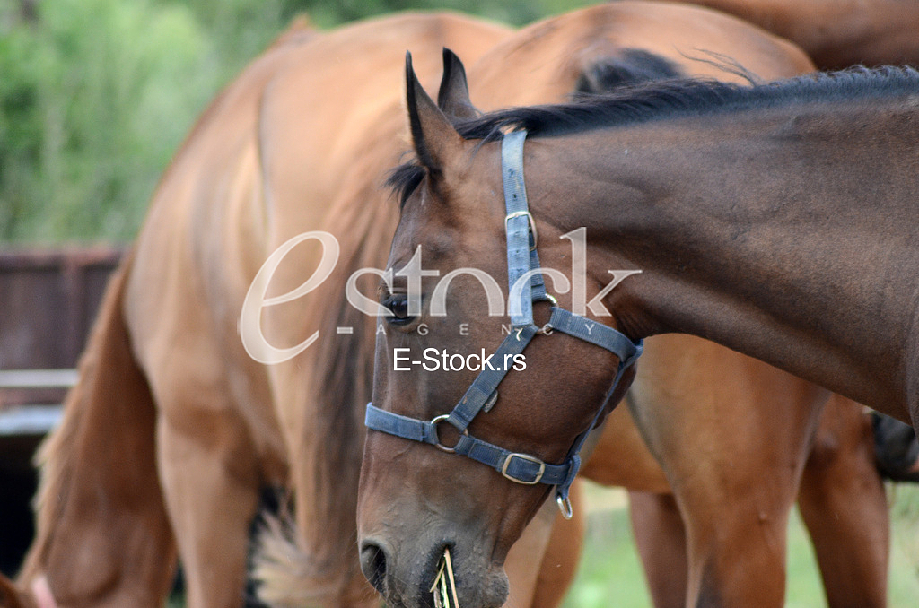 Horse