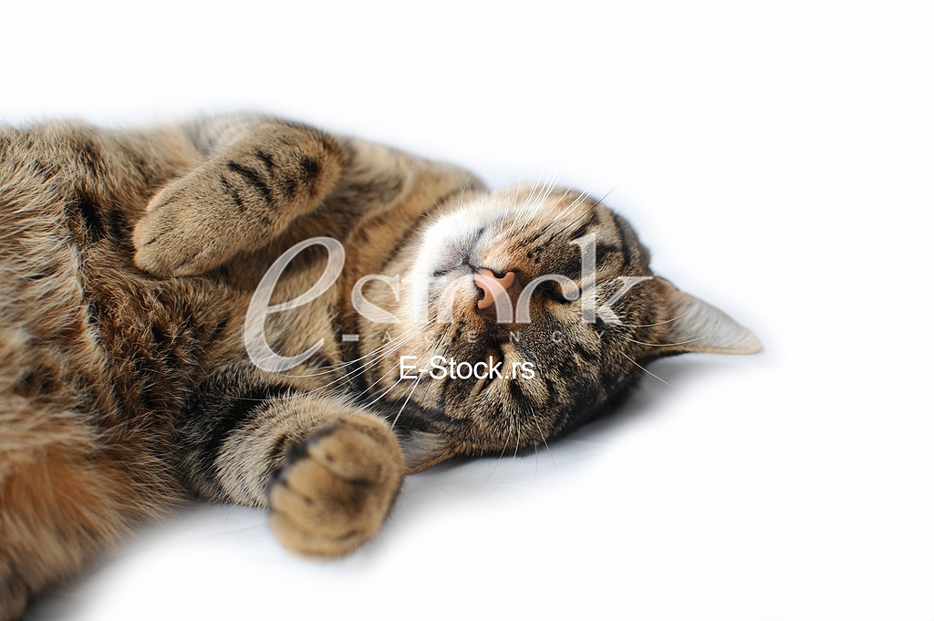 Domestic cat, animal