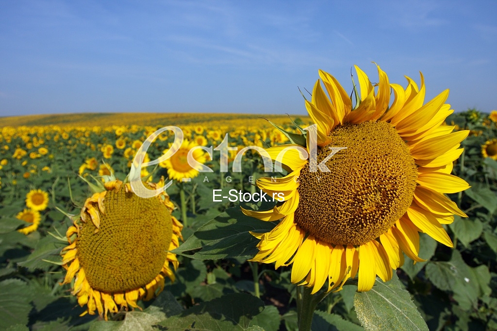 field of sunflowers and blue sun sky