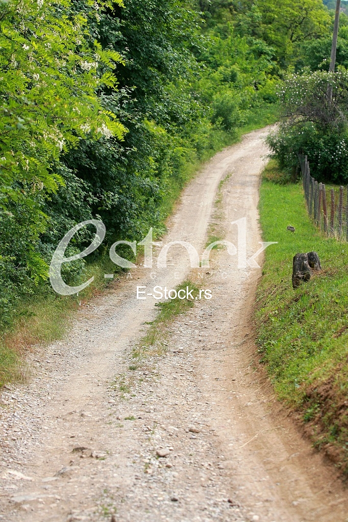 Rural road Country road,green trees and forest