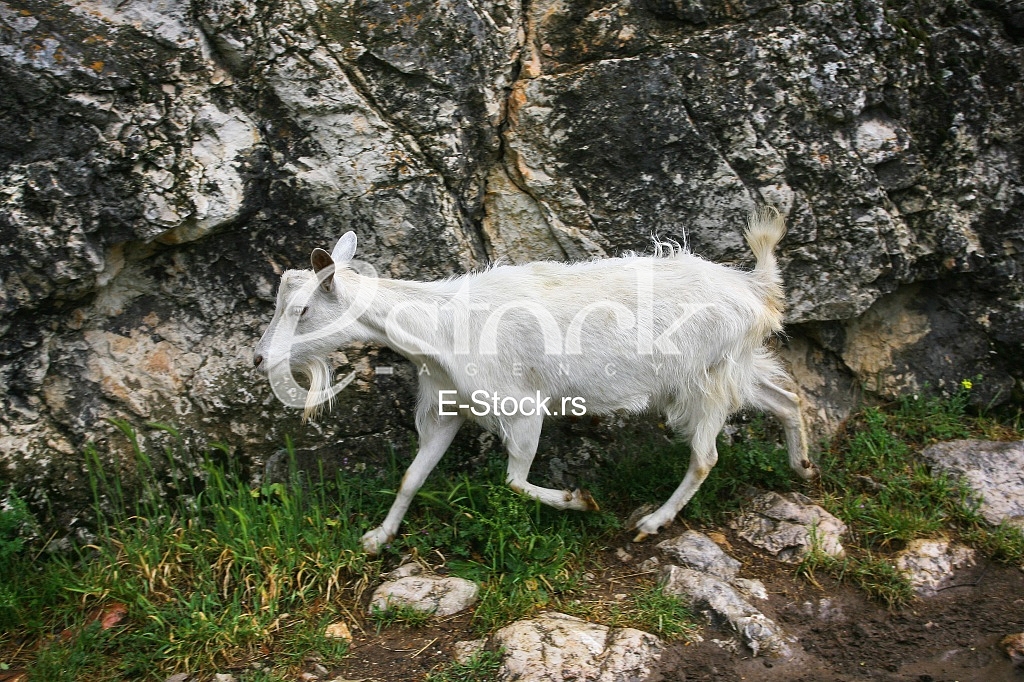 white goat out to pasture in the mountains