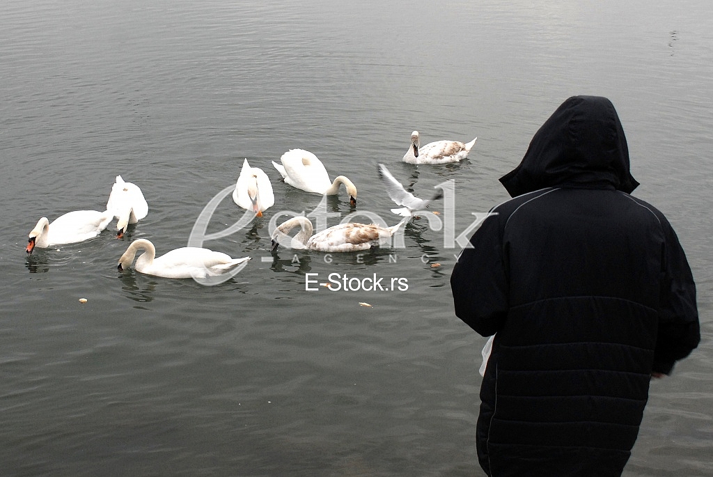 White swans