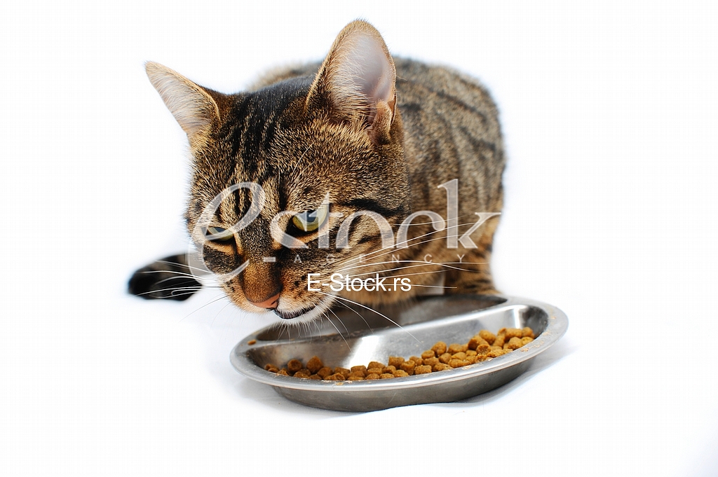 Domestic cat, animal