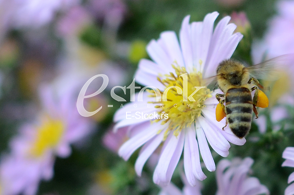 The bee