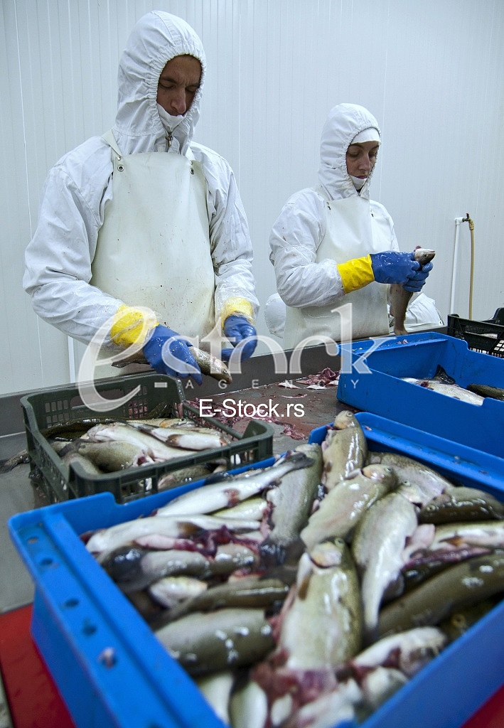 Fish