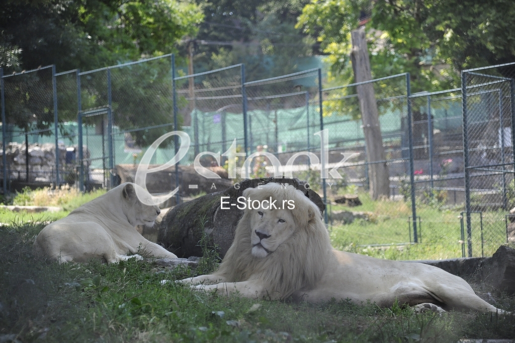 Belgrade zoo on summer day