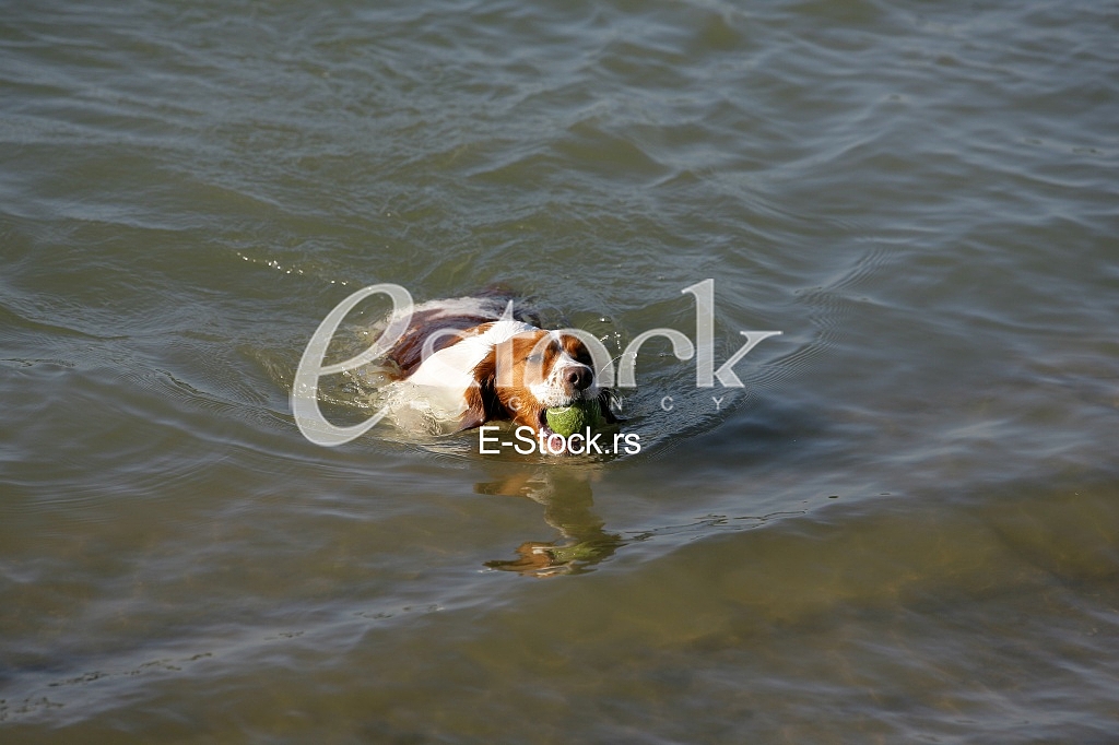 a dog swims in the water and playing with a ball in the water