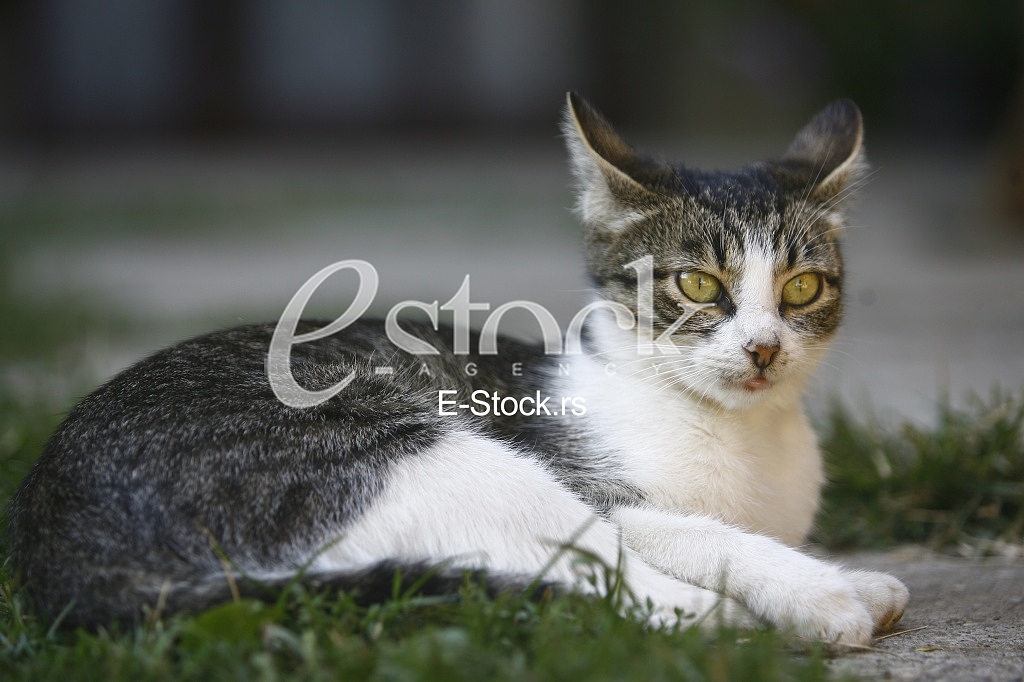 Cat pretty