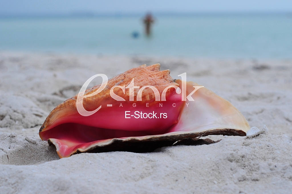 Seashell