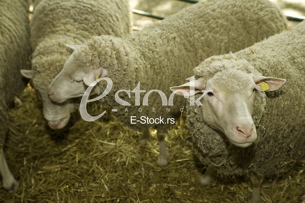 Sheep