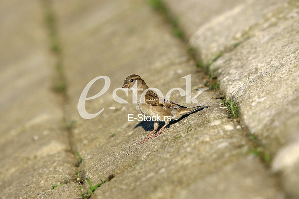 Sparrow House standing on a concrete floor and looking around