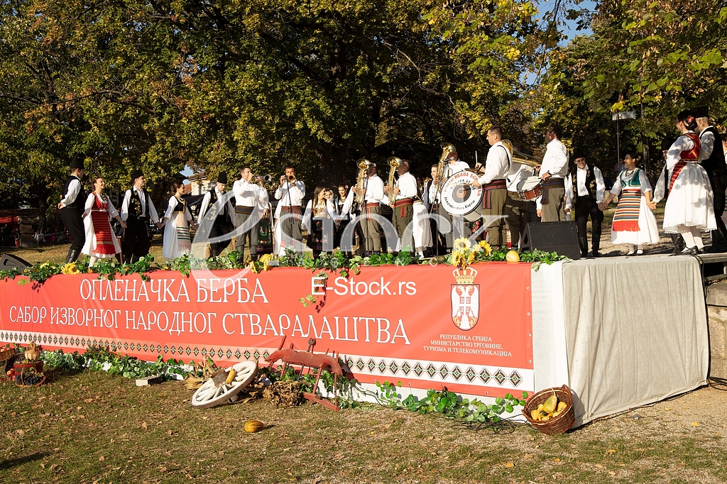 Topola Oplenacka berba