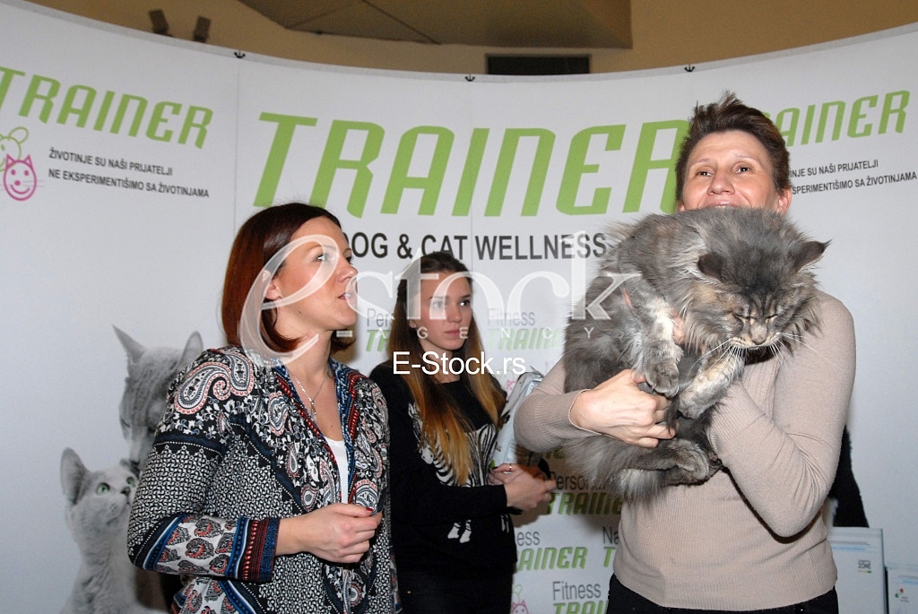 Cat show