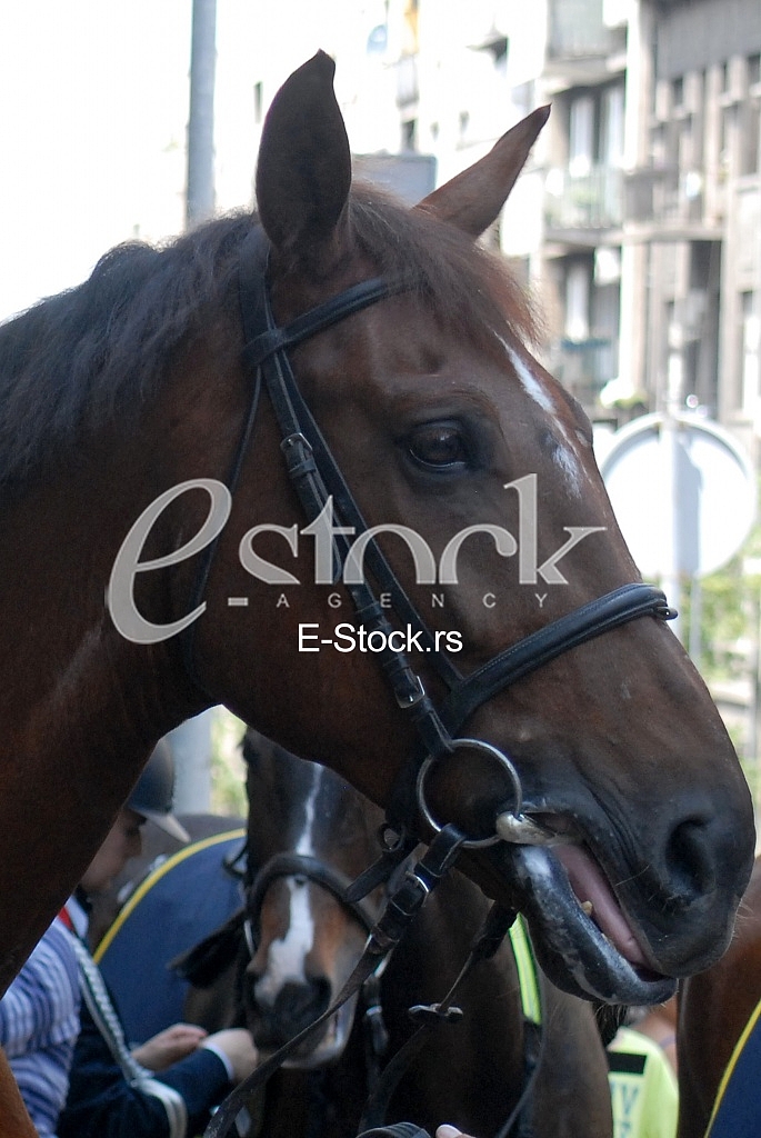 Mounted police patrol