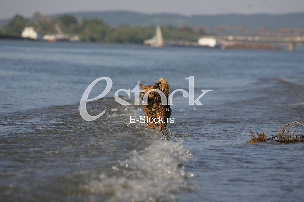 dog running through the water, dog runs on water