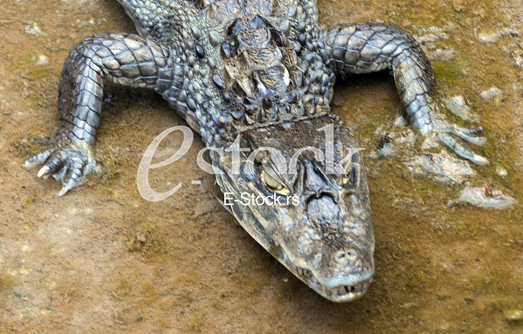 Alligator in Budva
