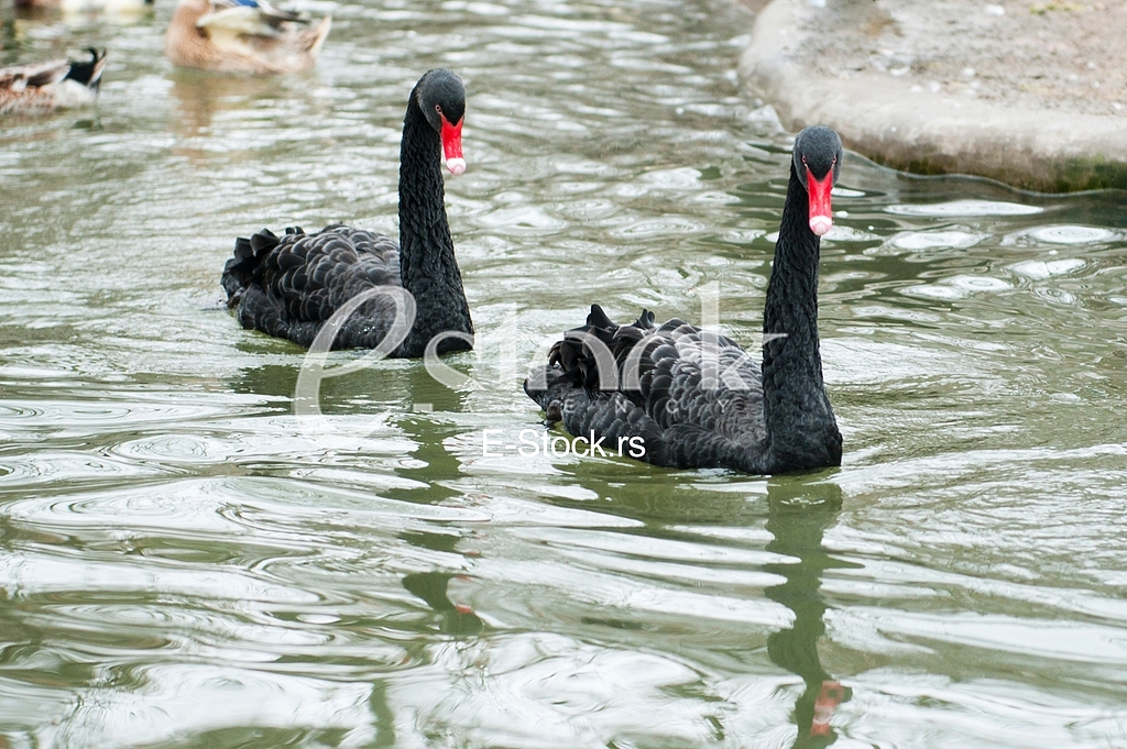 Swans, animal
