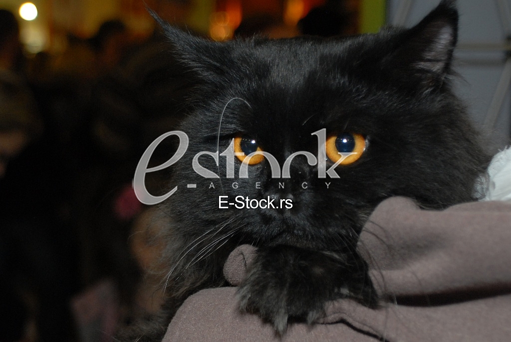 Cat show
