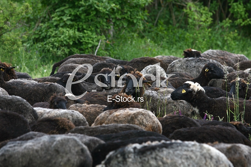 Herd of black sheep on beautiful mountain meadow