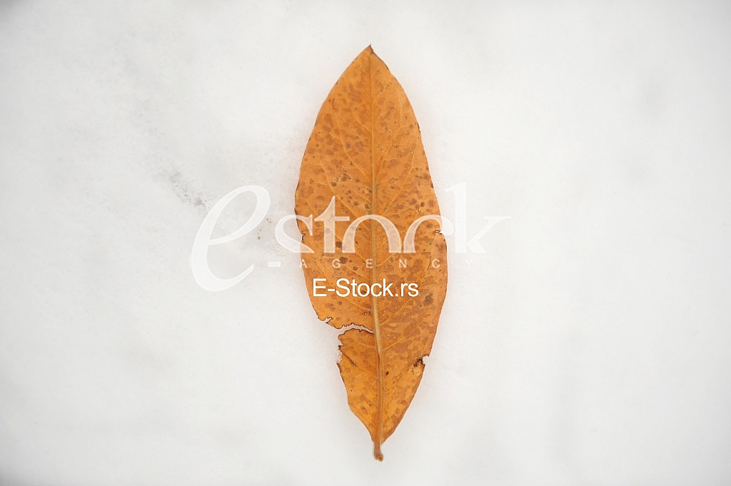 fallen autumn leaves on snow fallen autumn leaves on snow