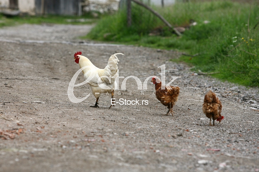 rooster crowing crows rooster chicken in the village