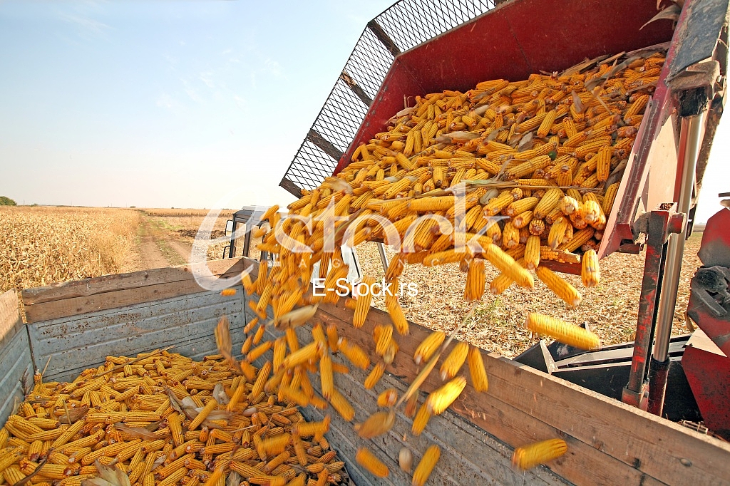 Agriculture