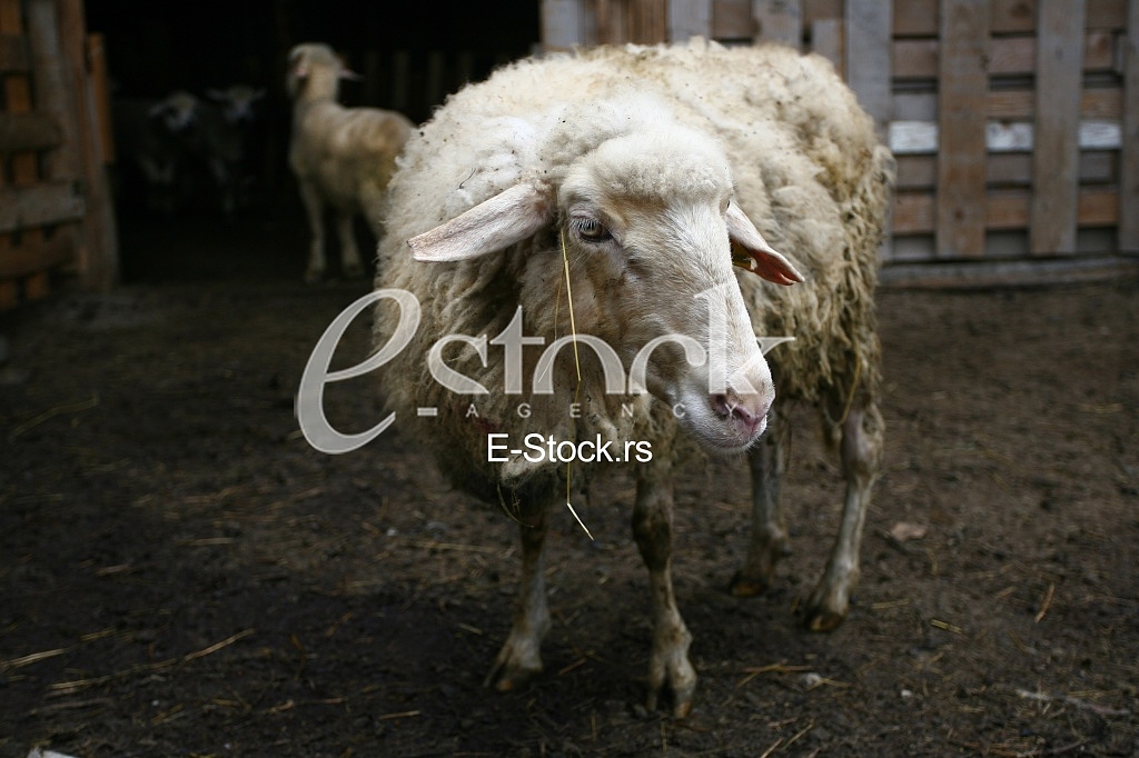 Herd of sheep on beautiful mountain meadow