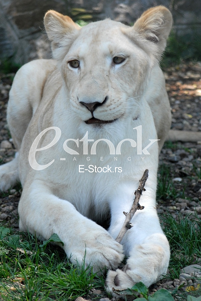 White lion