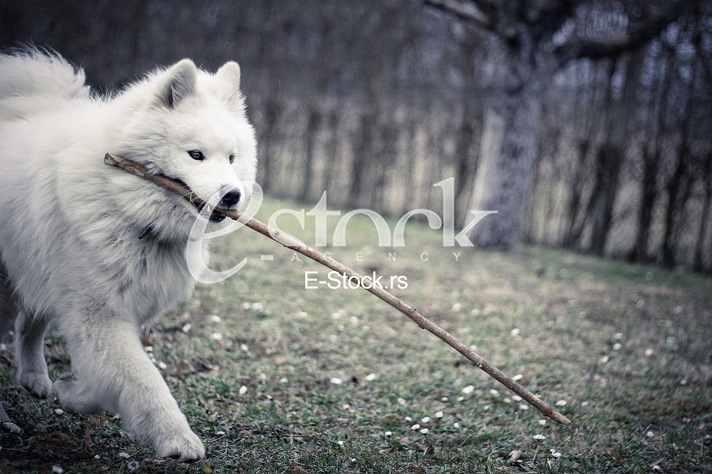 Samoyed