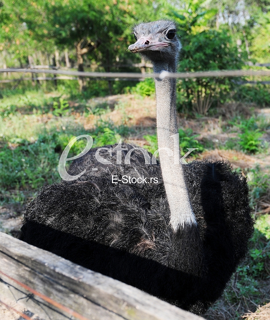 Ostrich, animal