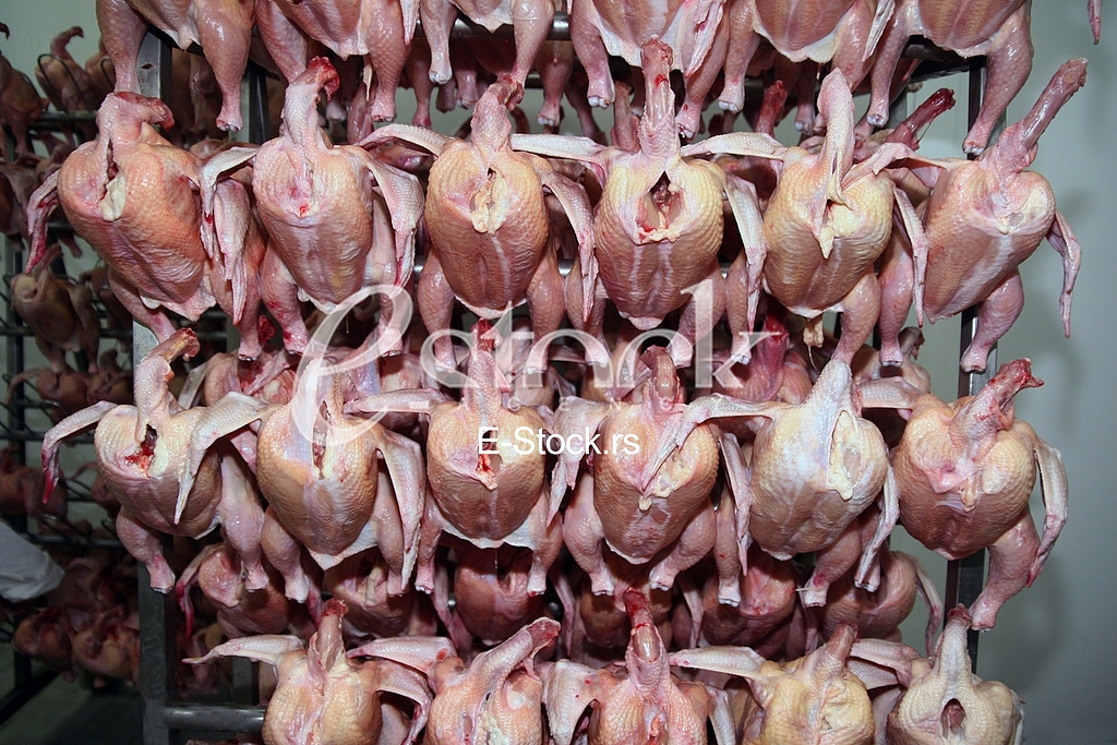 Chicken meat