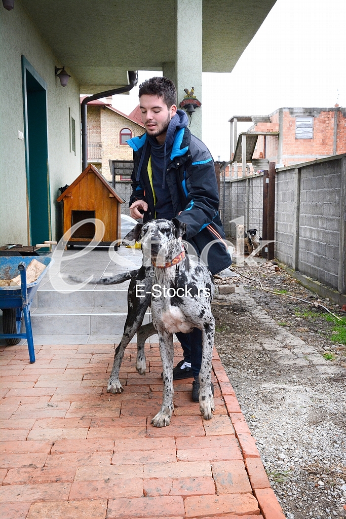 Association for adoption dogs 
