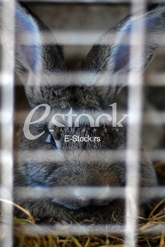 Rabbit