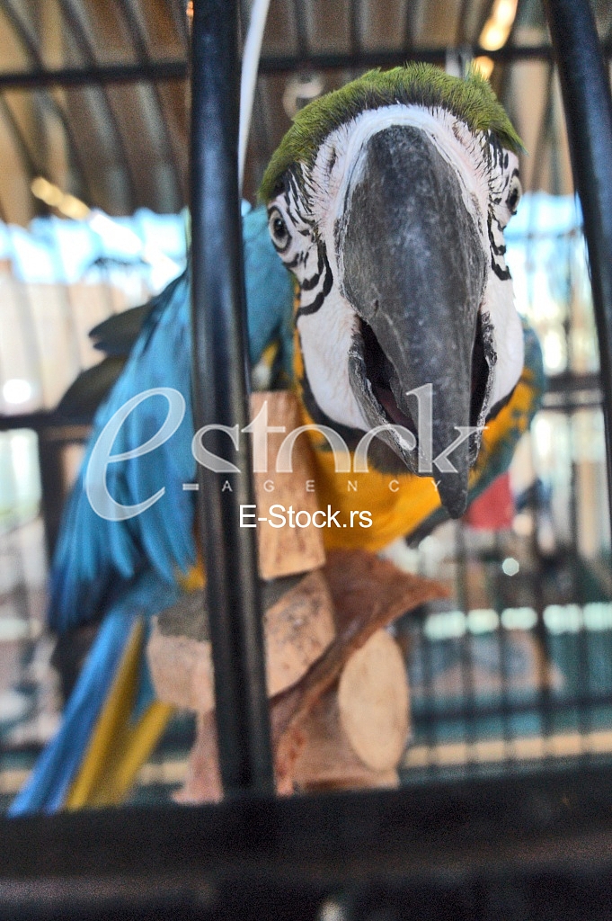 Parrot