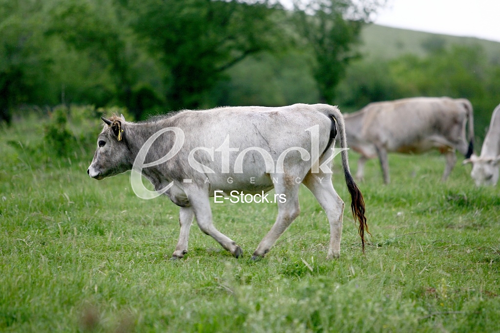 Cows grazing on a green summer meadow