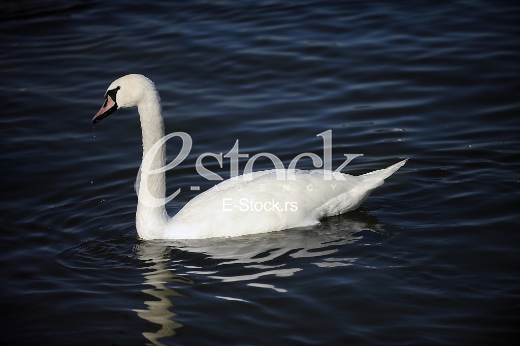Swan on the River