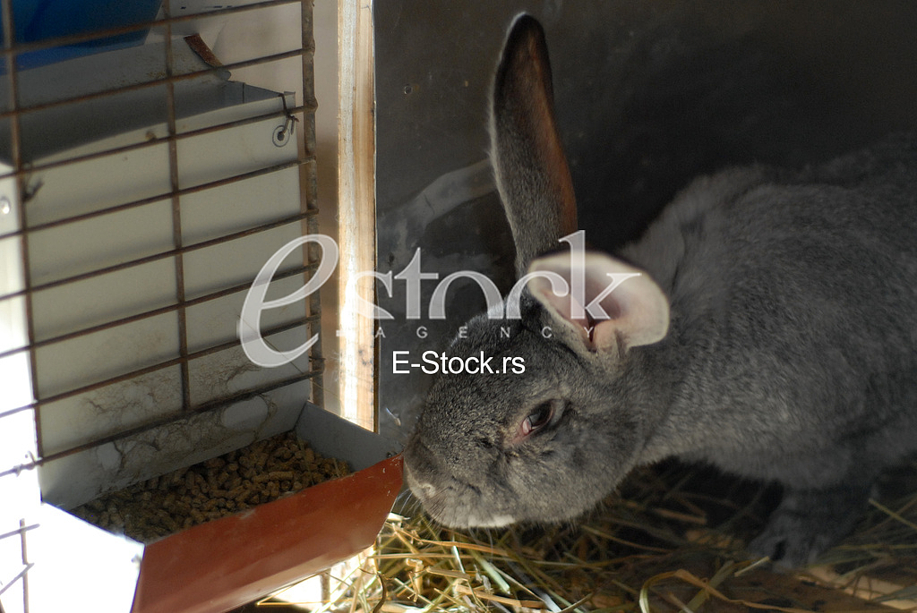 Rabbit