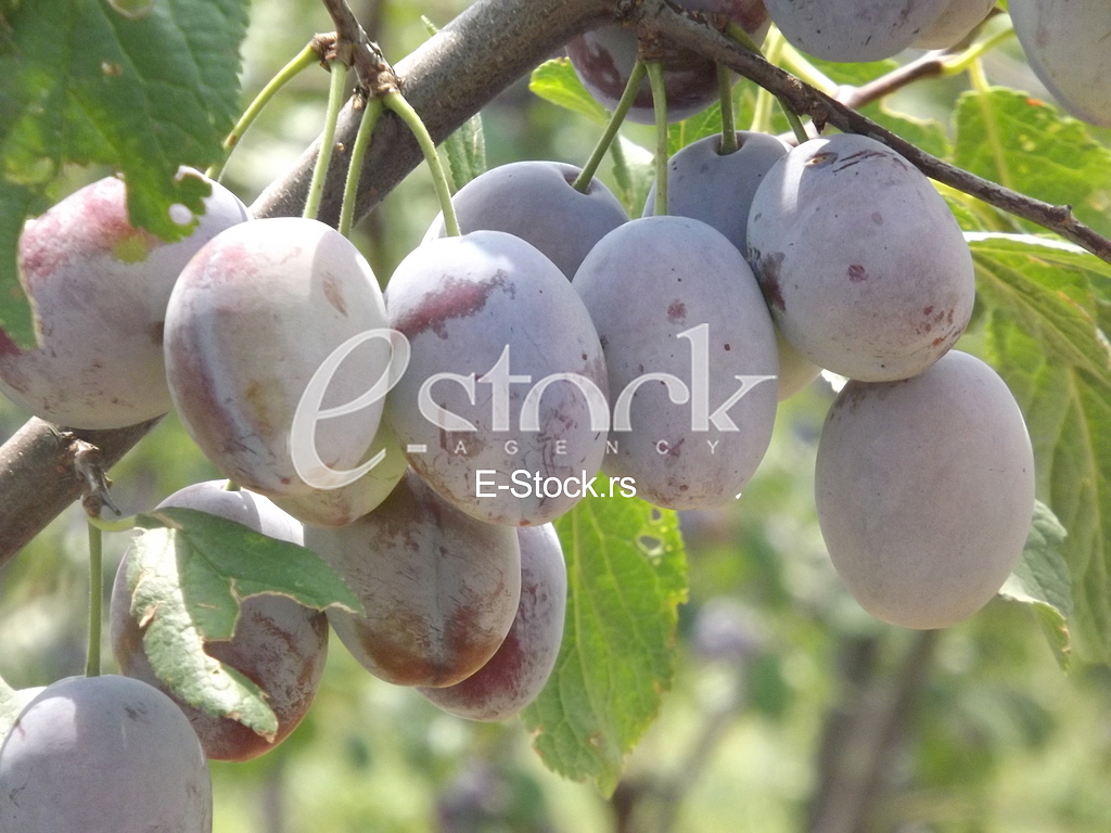 Sljiva, Plum