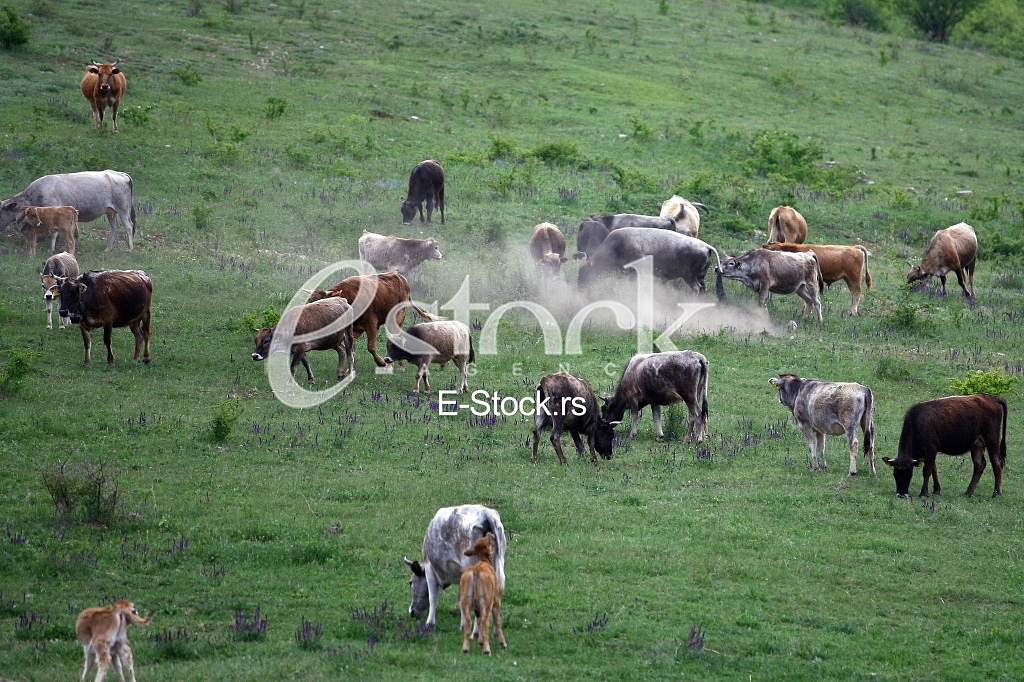 Cows grazing on a green summer meadow