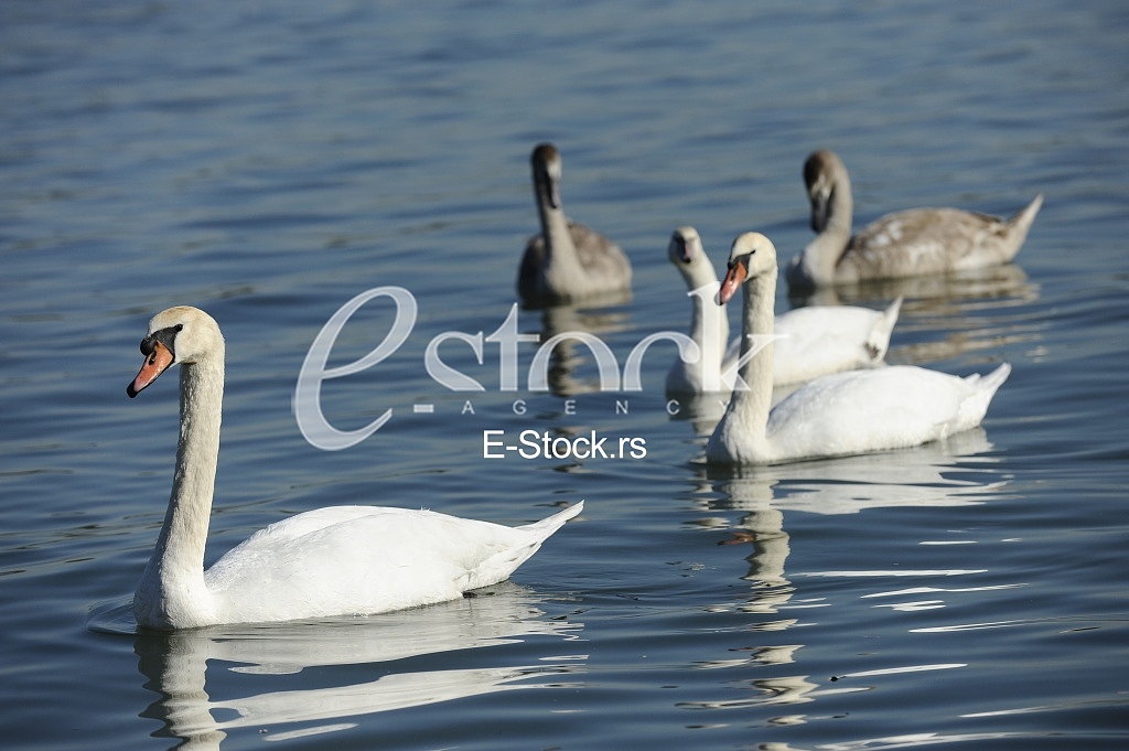 Swans on the River