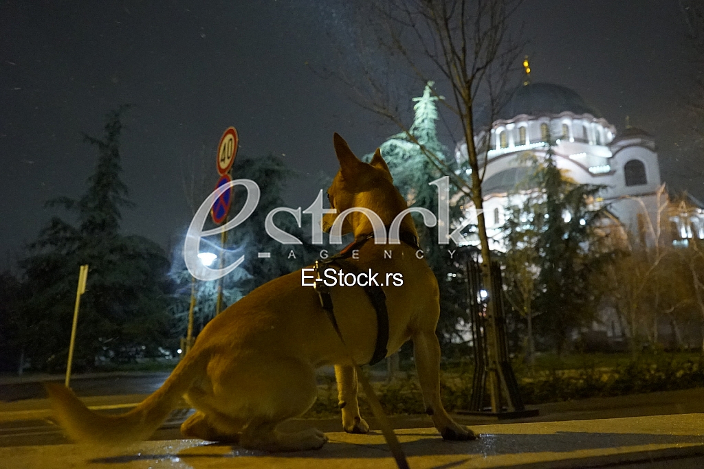 Koronavirus setnja ljubimca Koronavirus setnja ljubimca