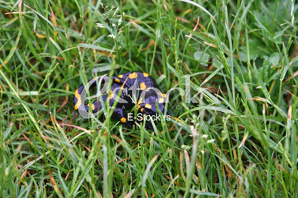 fire salamander lizard in a green grass