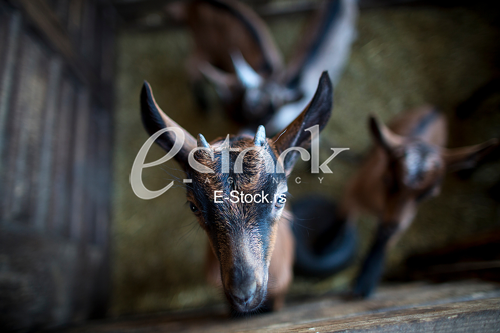 Goat farm Serbia